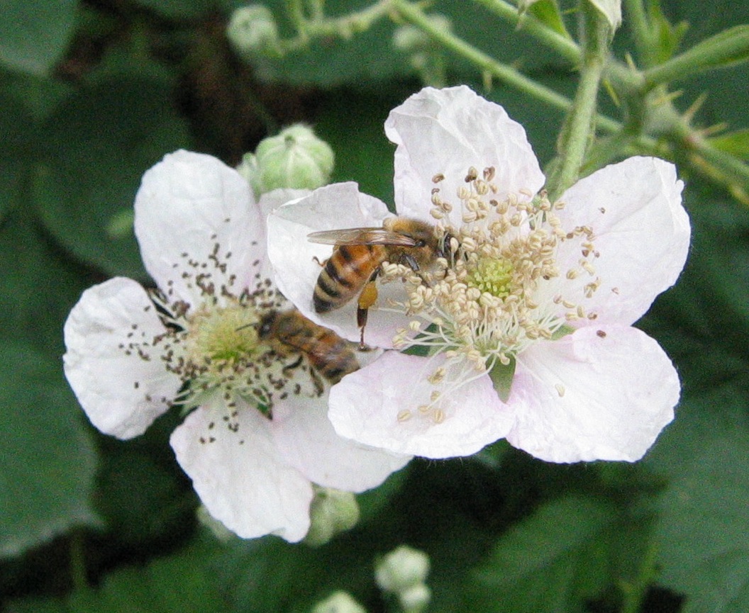 Blackberry honey