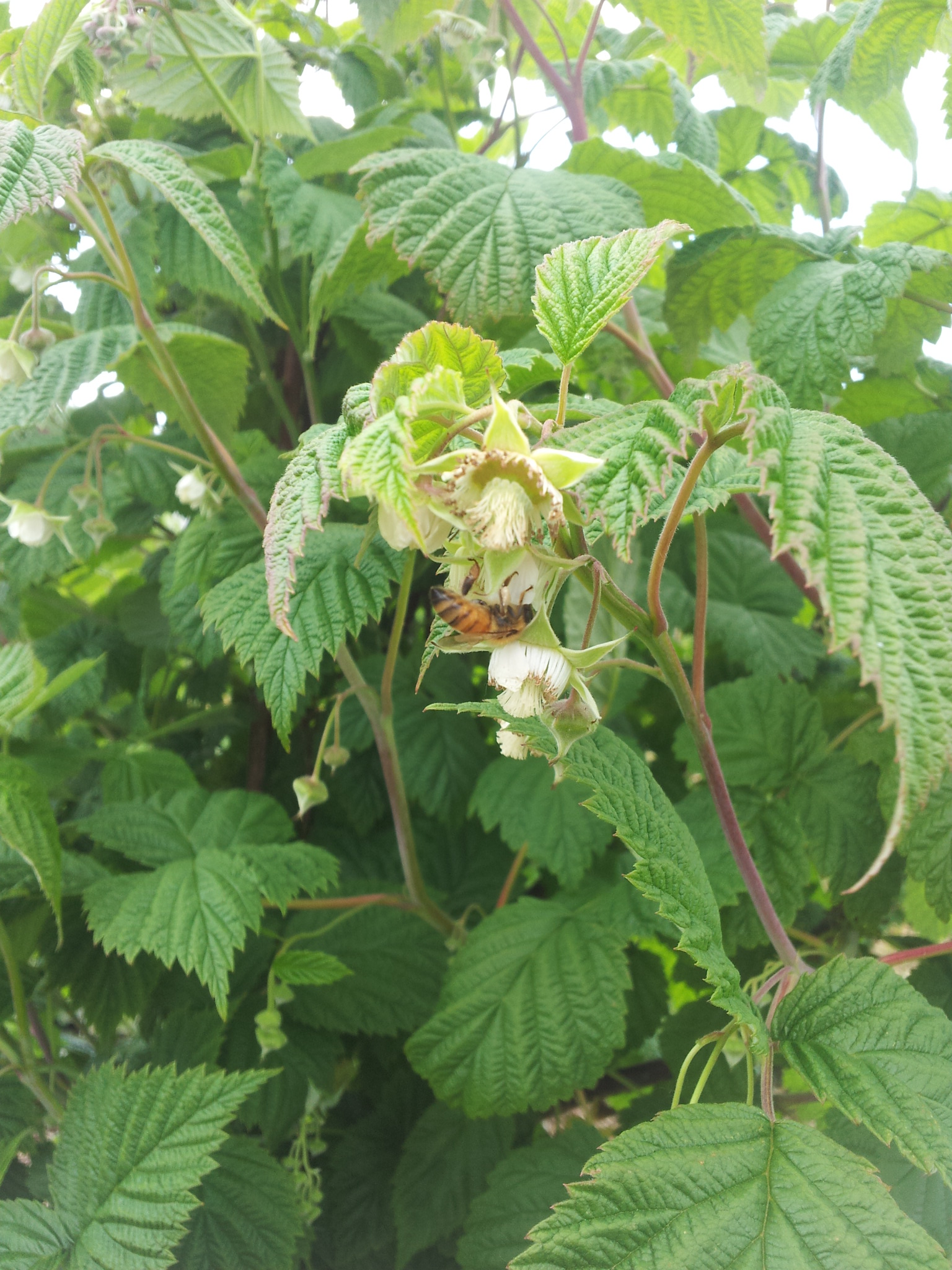Raspberry honey