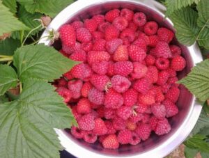 Bc rasp