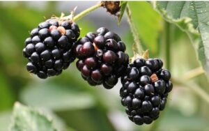 blackberries